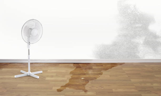 Best Water damage cleanup near me  in Madison Heights, MI